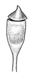 Fissidens taylorii var. epiphytus, capsule, with operculum. Drawn from holotype, K.W. Allison 5860, CHR 454226.
 Image: R.C. Wagstaff © Landcare Research 2014 